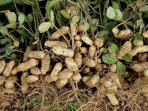 Засаждане и грижи за фъстъците