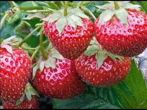 Какво представляват ремонтантните ягоди?